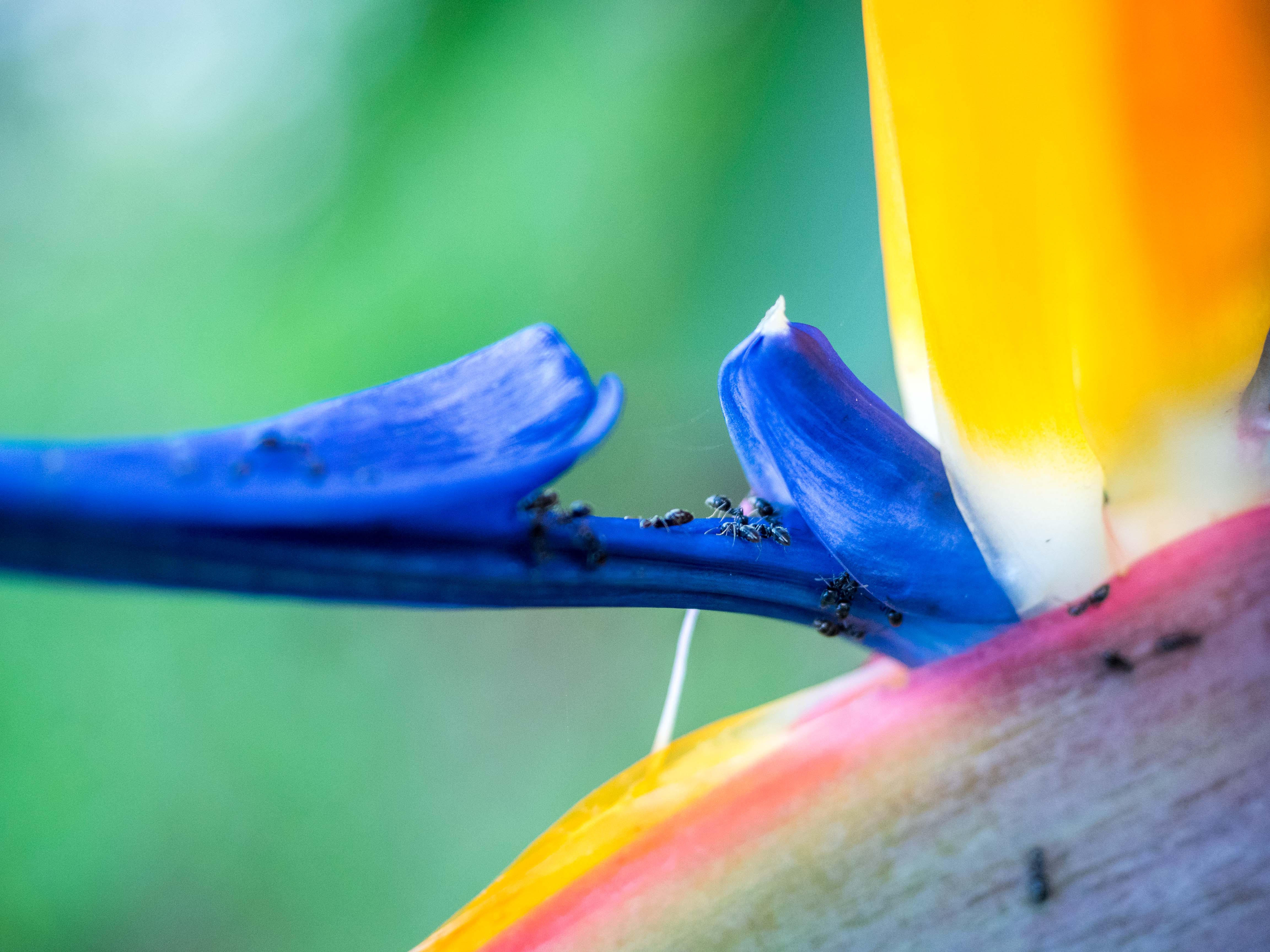 Ants on a Flower