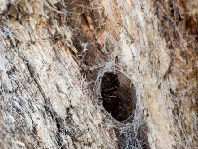 Black tunnelweb spider Auckland, New Zealand
