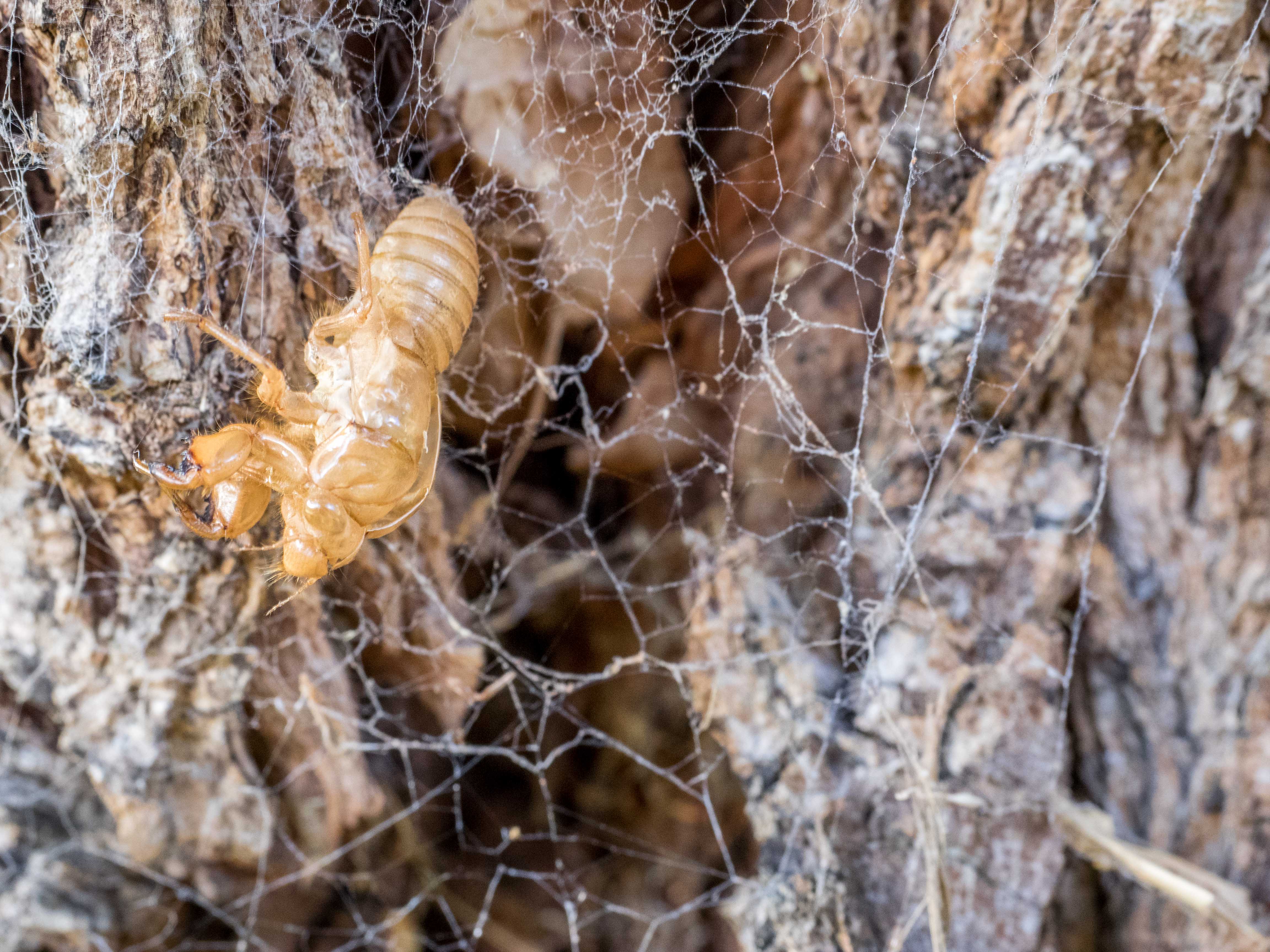 Cicada Carcass in Tunnelweb net – Aucklife