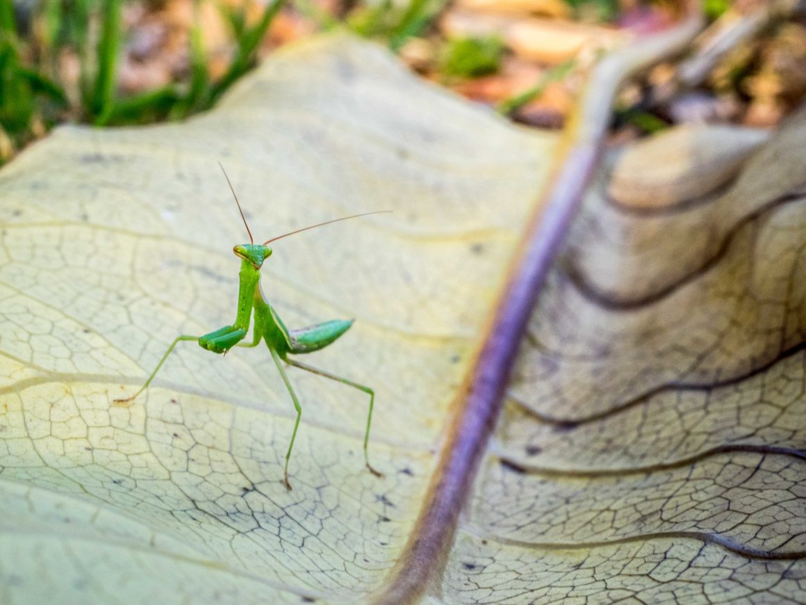 New Zealand Praying Mantis
