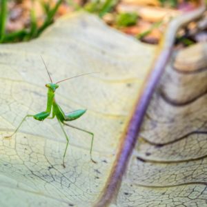 New Zealand Praying Mantis