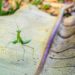 New Zealand Praying Mantis